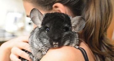 Jak se starat o činčilu doma?